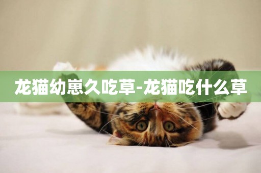 龍貓幼崽久吃草-龍貓吃什么草