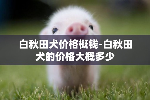 白秋田犬價格概錢-白秋田犬的價格大概多少