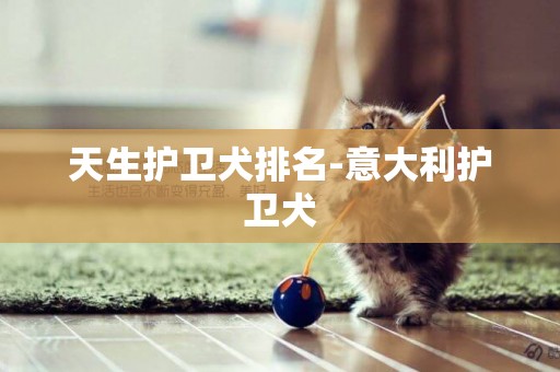 天生護衛犬排名-意大利護衛犬