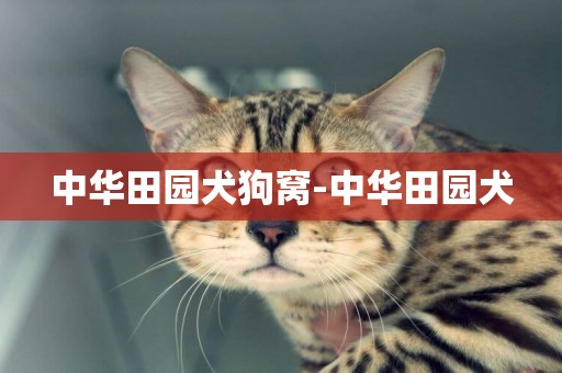 中華田園犬狗窩-中華田園犬