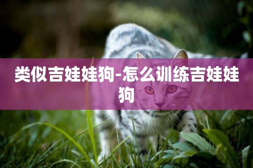 類似吉娃娃狗-怎么訓練吉娃娃狗