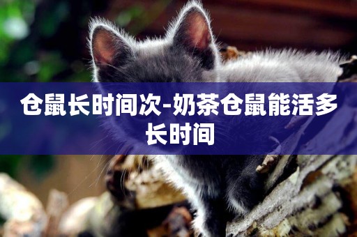 倉鼠長時間次-奶茶倉鼠能活多長時間