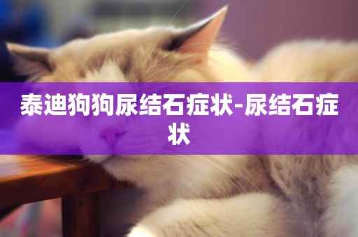 泰迪狗狗尿結石癥狀-尿結石癥狀
