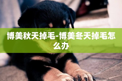 博美秋天掉毛-博美冬天掉毛怎么辦