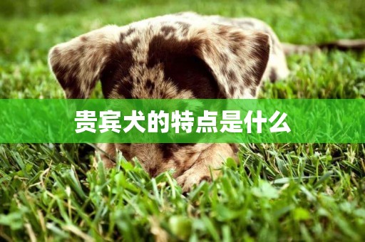 貴賓犬的特點是什么
