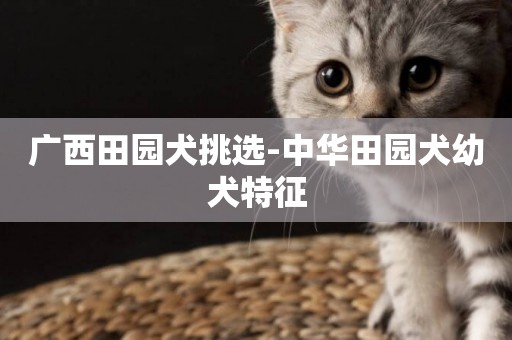 廣西田園犬挑選-中華田園犬幼犬特征