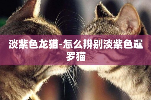 淡紫色龍貓-怎么辨別淡紫色暹羅貓