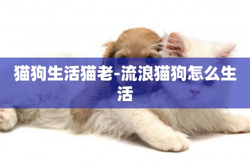 貓狗生活貓老-流浪貓狗怎么生活