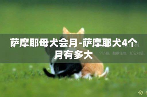 薩摩耶母犬會月-薩摩耶犬4個月有多大