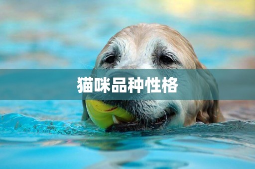 貓咪品種性格