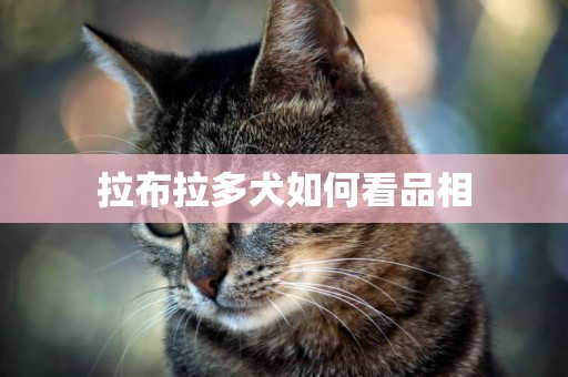 拉布拉多犬如何看品相