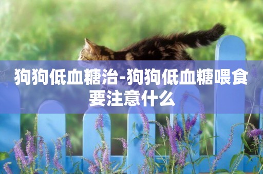 狗狗低血糖治-狗狗低血糖喂食要注意什么