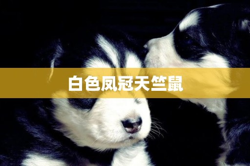 白色鳳冠天竺鼠