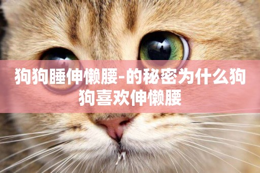 狗狗睡伸懶腰-的秘密為什么狗狗喜歡伸懶腰