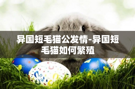 異國短毛貓公發情-異國短毛貓如何繁殖