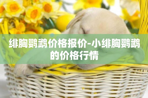 緋胸鸚鵡價格報價-小緋胸鸚鵡的價格行情