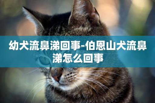 幼犬流鼻涕回事-伯恩山犬流鼻涕怎么回事