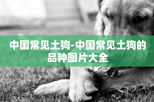 中國常見土狗-中國常見土狗的品種圖片大全