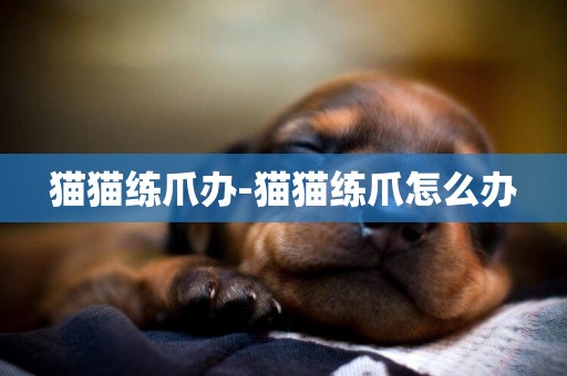 貓貓練爪辦-貓貓練爪怎么辦