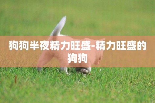 狗狗半夜精力旺盛-精力旺盛的狗狗