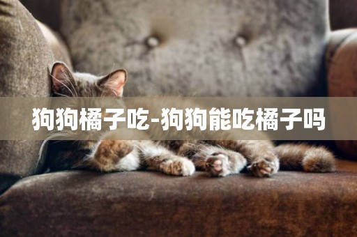 狗狗橘子吃-狗狗能吃橘子嗎