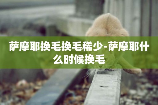 薩摩耶換毛換毛稀少-薩摩耶什么時候換毛