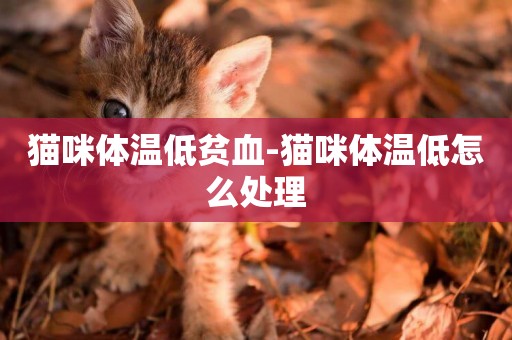 貓咪體溫低貧血-貓咪體溫低怎么處理