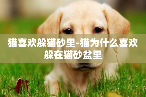 貓喜歡躲貓砂里-貓為什么喜歡躲在貓砂盆里