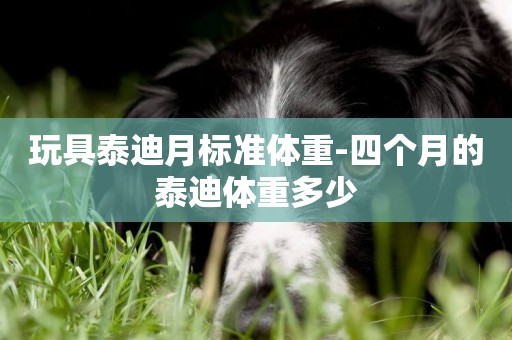 玩具泰迪月標準體重-四個月的泰迪體重多少