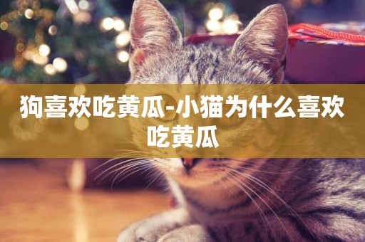 狗喜歡吃黃瓜-小貓為什么喜歡吃黃瓜