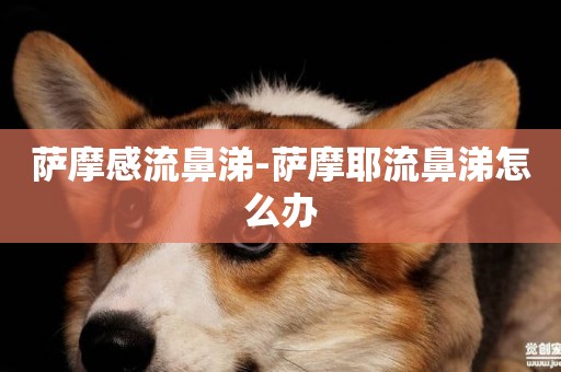 薩摩感流鼻涕-薩摩耶流鼻涕怎么辦