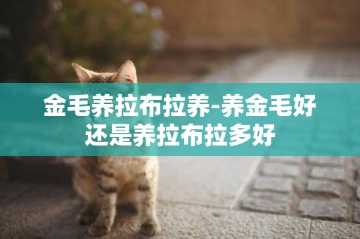 金毛養拉布拉養-養金毛好還是養拉布拉多好