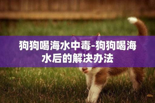 狗狗喝海水中毒-狗狗喝海水后的解決辦法