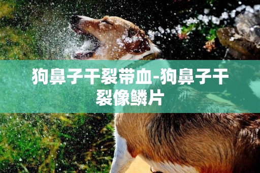 狗鼻子干裂帶血-狗鼻子干裂像鱗片