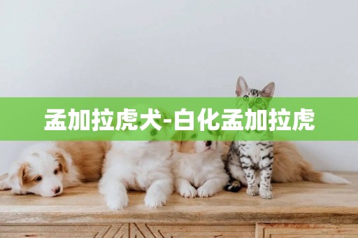 孟加拉虎犬-白化孟加拉虎