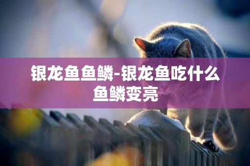 銀龍魚魚鱗-銀龍魚吃什么魚鱗變亮