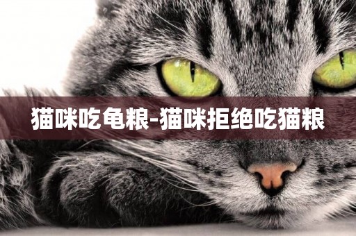 貓咪吃龜糧-貓咪拒絕吃貓糧