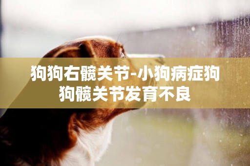 狗狗右髖關節-小狗病癥狗狗髖關節發育不良