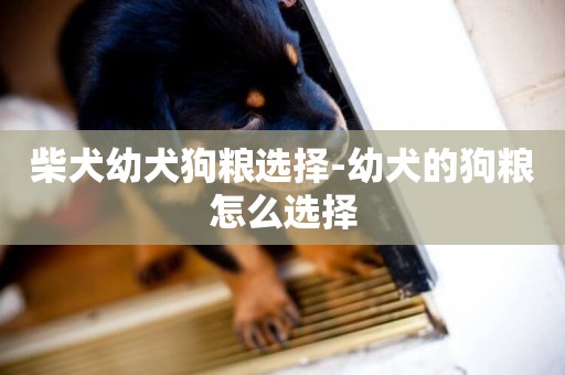 柴犬幼犬狗糧選擇-幼犬的狗糧怎么選擇