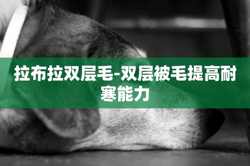 拉布拉雙層毛-雙層被毛提高耐寒能力