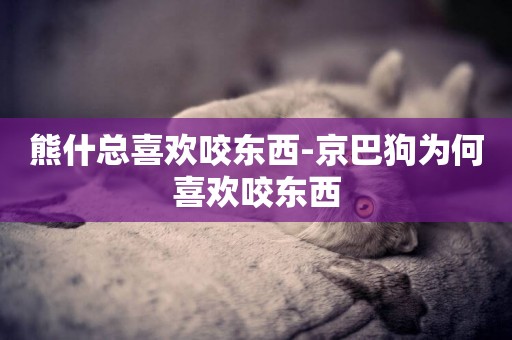 熊什總喜歡咬東西-京巴狗為何喜歡咬東西