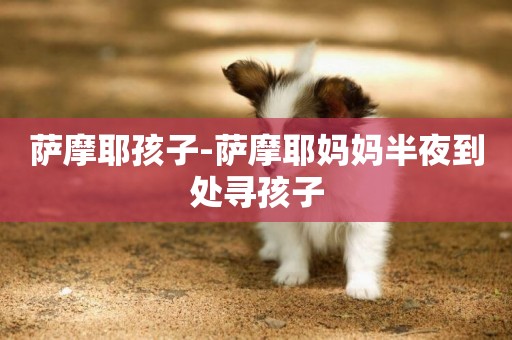 薩摩耶孩子-薩摩耶媽媽半夜到處尋孩子