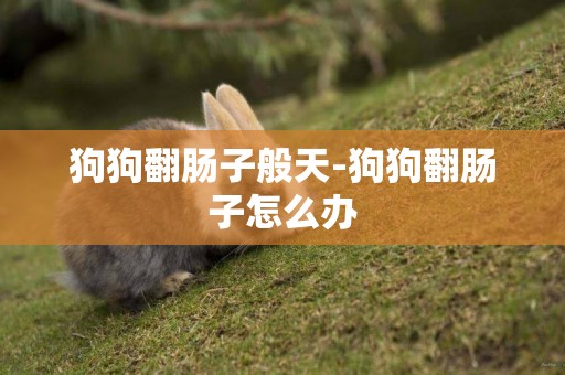 狗狗翻腸子般天-狗狗翻腸子怎么辦