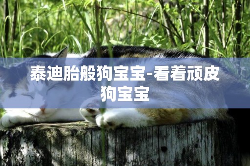 泰迪胎般狗寶寶-看著頑皮狗寶寶