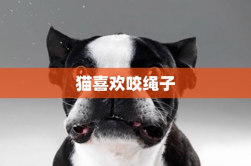 貓喜歡咬繩子