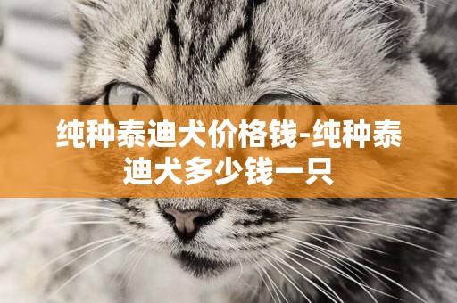 純種泰迪犬價格錢-純種泰迪犬多少錢一只
