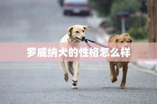 羅威納犬的性格怎么樣