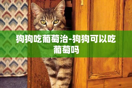 狗狗吃葡萄治-狗狗可以吃葡萄嗎