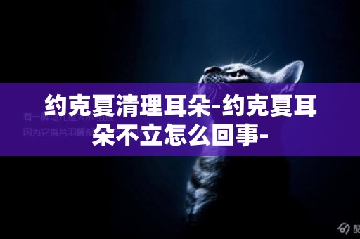 約克夏清理耳朵-約克夏耳朵不立怎么回事-
