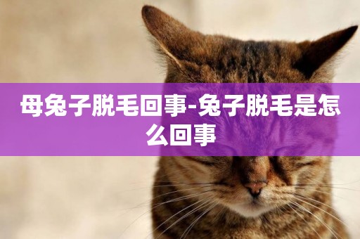 母兔子脫毛回事-兔子脫毛是怎么回事